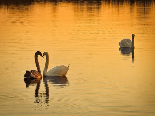 cisnes dibujando un corazón con sus cuellos en un lago hermoso